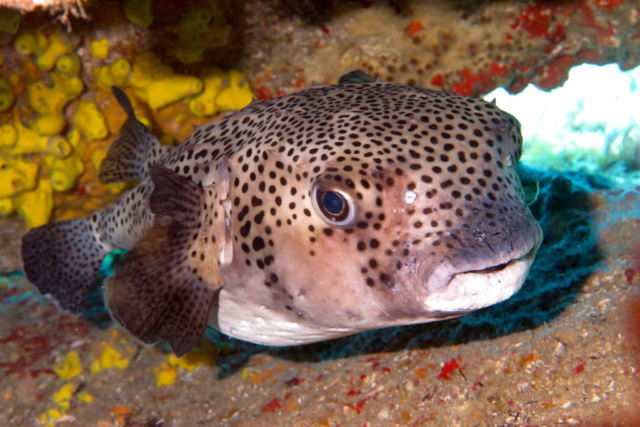 Gepunkteter Igelfisch