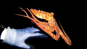 Octopus beim Nachttauchgang